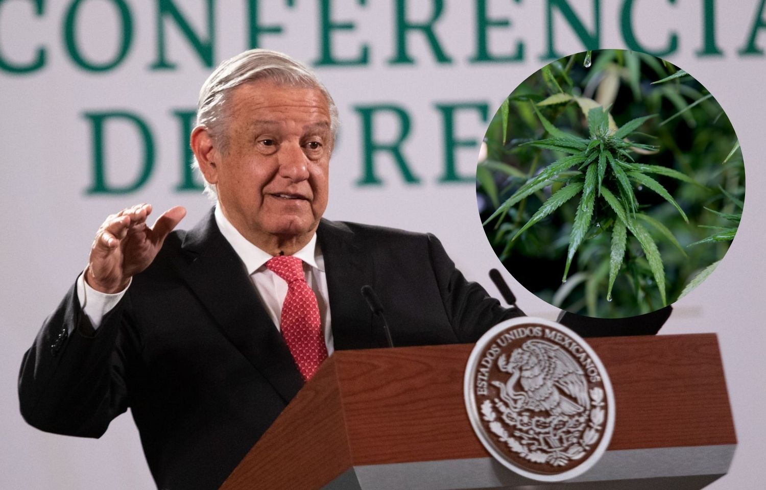 El presidente Andrés Manuel López Obrador aprobó el fallo de la Suprema Corte de Justicia de la Nación (SCJN) sobre la regulación de la marihuana para uso lúdico.