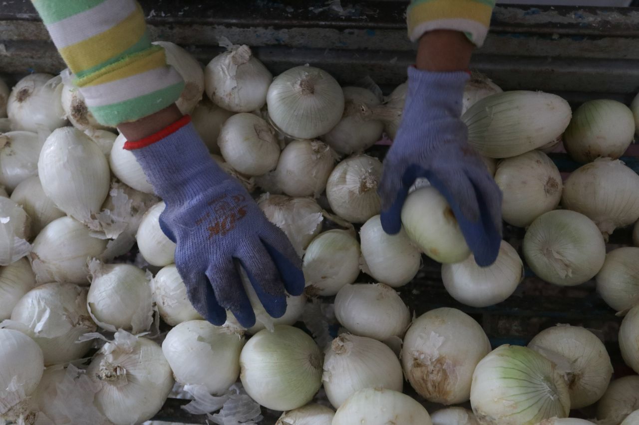 Cebollas cultivadas en México, al parecer, ocasionaron un brote de salmonelosis en Estados.